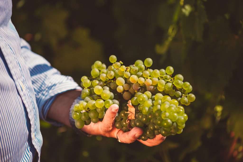 uva verdejo-Javier Sanz Viticultor