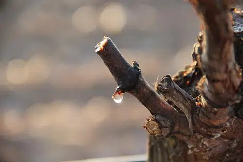 Lloro de la cepa: gota de savia en un sarmiento recién podado